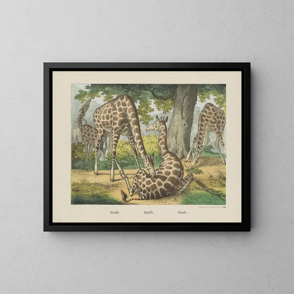 Giraffe - Joseph Scholz — framed artwork on a wall