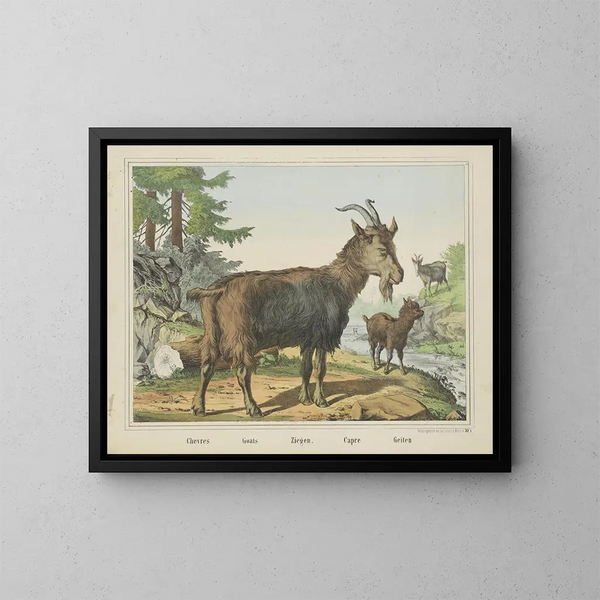 Chèvres - Joseph Scholz — framed artwork on a wall