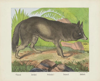 Joseph Scholz - Jackal.webp