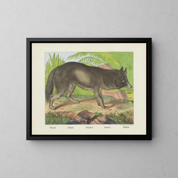 Jackal - Joseph Scholz — framed artwork on a wall