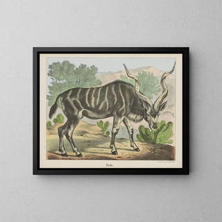 Joseph Scholz - Kudu.webp