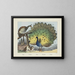 Pavo real - Joseph Scholz — cuadro enmarcado en la pared