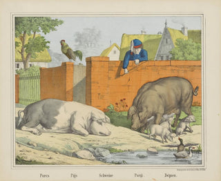 Joseph Scholz - Pigs.webp