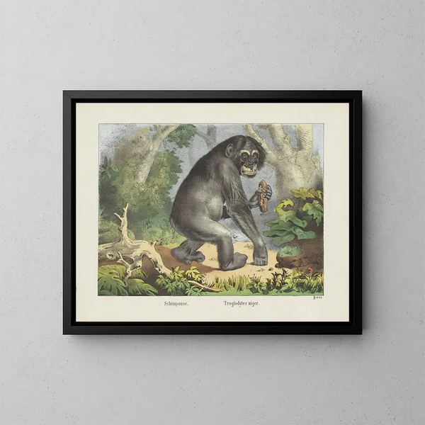 Chimpancé - Joseph Scholz — cuadro enmarcado en la pared