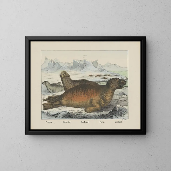 Perro de mar - Joseph Scholz — cuadro enmarcado en la pared