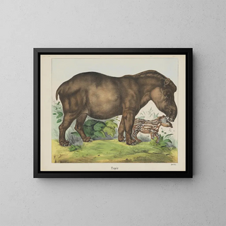 Joseph Scholz - Tapir.webp