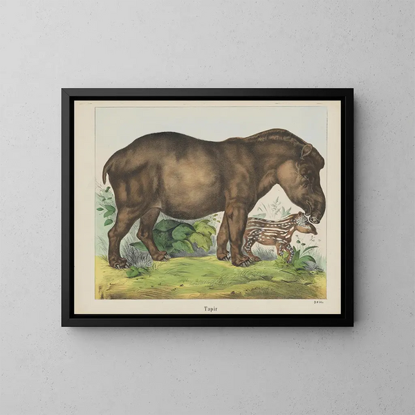 Tapir - Joseph Scholz — cuadro enmarcado en la pared