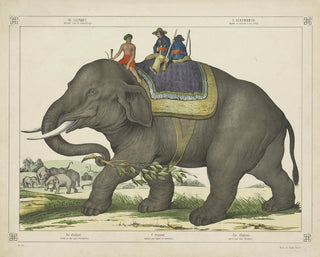Joseph Scholz - The elephant used to hunt other elephants.webp