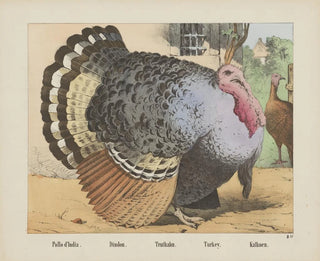 Joseph Scholz - Turkey.webp