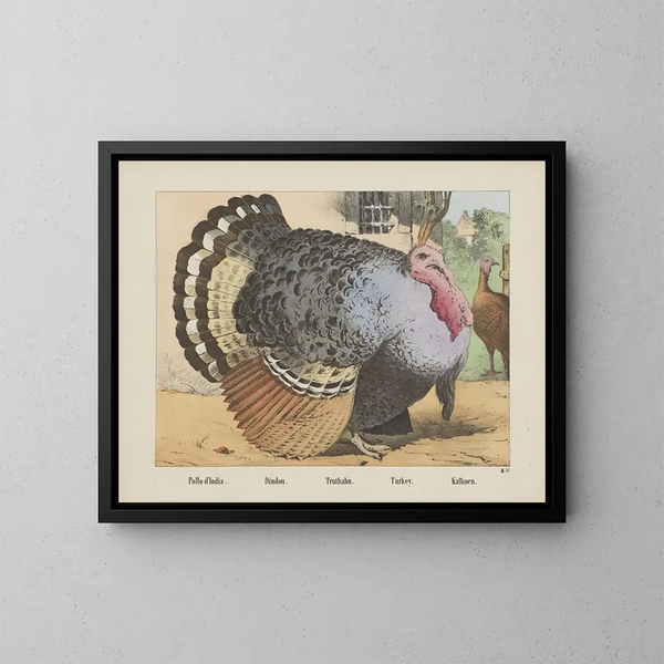 Pavo - Joseph Scholz — cuadro enmarcado en la pared