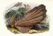 Argus giganteus - Joseph Smit — vista de la obra