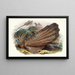 Argus giganteus - Joseph Smit — cuadro enmarcado en la pared
