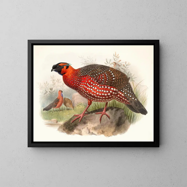 Ceriornis satyra - Joseph Smit — cuadro enmarcado en la pared