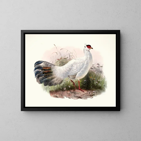 Crossoptilon Drouynii - Joseph Smit — cuadro enmarcado en la pared