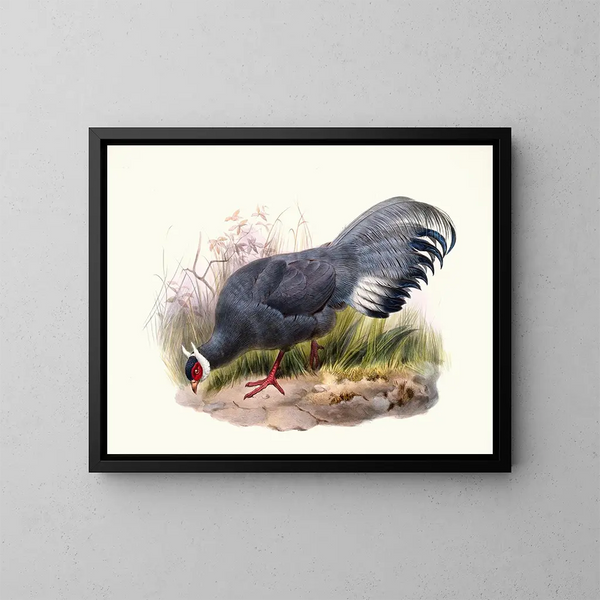 Crossoptilon auritum - Joseph Smit — cuadro enmarcado en la pared