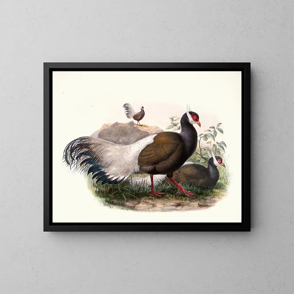 Crossoptilon mantchuricum - Joseph Smit — cuadro enmarcado en la pared