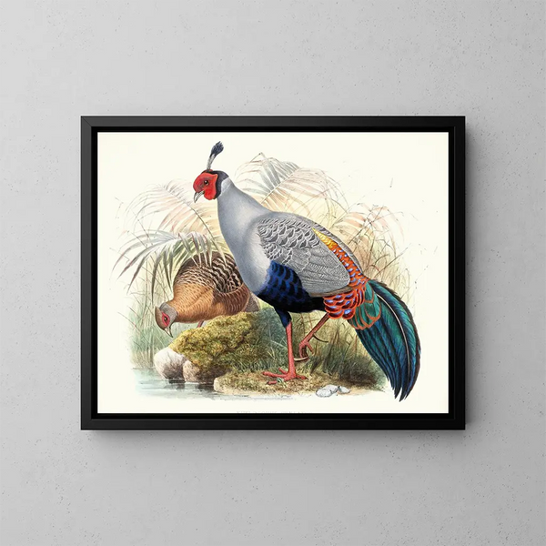 Euplocamus prlatus - Joseph Smit — cuadro enmarcado en la pared