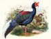 Euplocomus Swinhoei - Joseph Smit — vista de la obra
