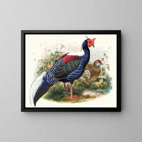 Euplocomus Swinhoei - Joseph Smit — cuadro enmarcado en la pared