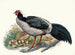 Euplocomus albocristatus - Joseph Smit — vista de la obra