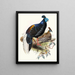 Euplocomus painting was on fire - Joseph Smit — framed artwork on a wall