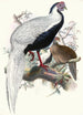 Euplocomus nycthemerus - Joseph Smit — vista de la obra