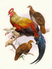 Gallus lafayettei - Joseph Smit — vista de la obra