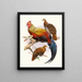 Gallus lafayettei - Joseph Smit — cuadro enmarcado en la pared