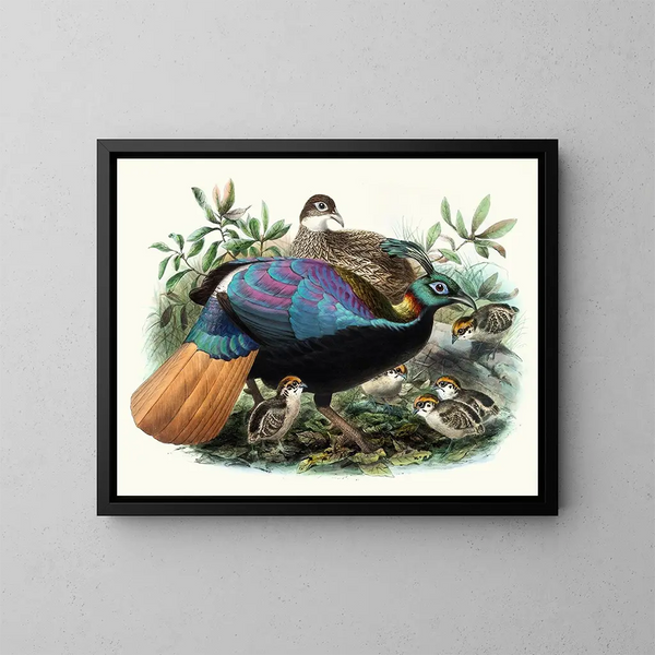 Lophophore impeyanus - Joseph Smit — cuadro enmarcado en la pared
