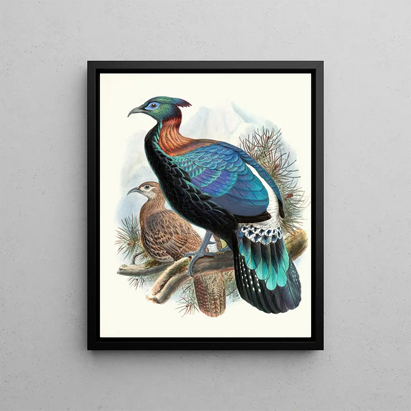 Joseph Smit - Lophophorus Lhuysii.webp