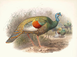 Joseph Smit - Melaeacris Ocellata.webp