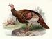 Wild Turkey Painting - Joseph Smit — artwork view