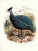 Numida plumifera - Joseph Smit — vista de la obra