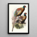Phasianus Deccollatus - Joseph Smit — cuadro enmarcado en la pared