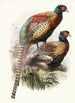 Phasianus Deccollatus - Joseph Smit — vista de la obra