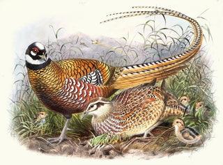 Joseph Smit - Phasianus Reevesii.webp