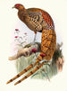 Phasianus soemmerringi var pétillant - Joseph Smit — artwork view