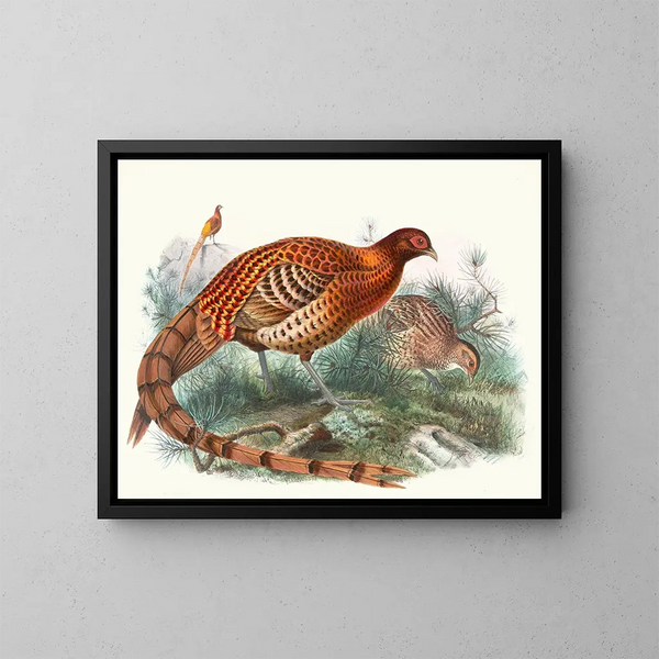 Phasianus Soemmerringii - Joseph Smit — cuadro enmarcado en la pared