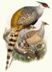 Phasianus Wallichii - Joseph Smit — vista de la obra