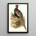 Phasianus versicolor - Joseph Smit — framed artwork on a wall