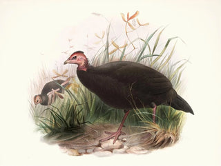 Joseph Smit - Phasidus Niger.webp