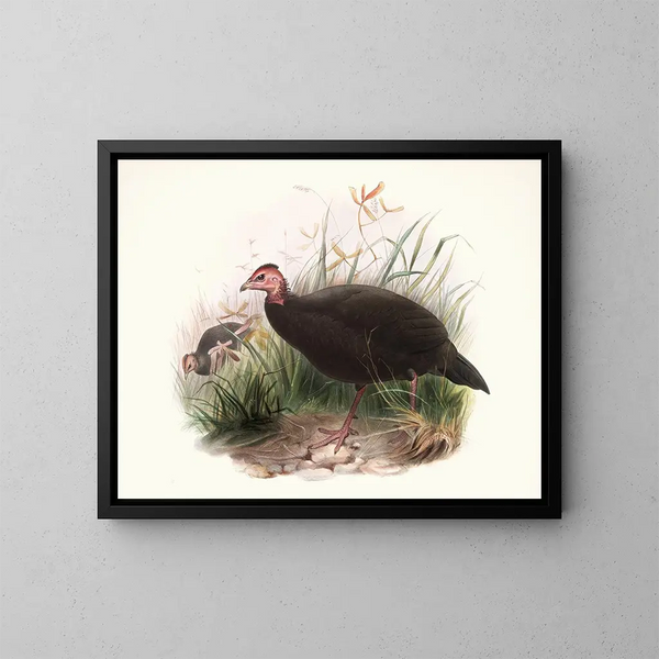 Phasidus Niger - Joseph Smit — cuadro enmarcado en la pared