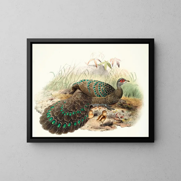 Polyplectron germaini - Joseph Smit — framed artwork on a wall