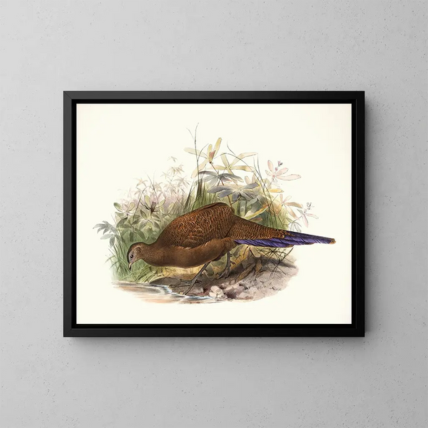 Poule de Sumatra - Joseph Smit — framed artwork on a wall