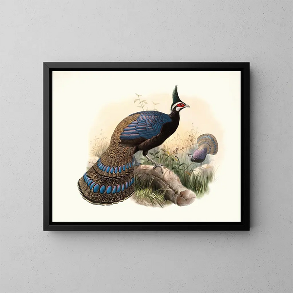 Polyplectron emphanum - Joseph Smit — framed artwork on a wall