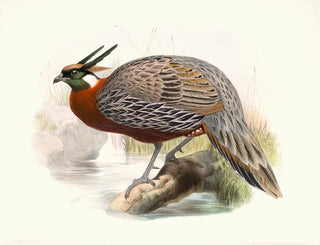 Joseph Smit - Purcasia Duvauceli.webp