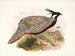 Purcasia macrolopha - Joseph Smit — artwork view