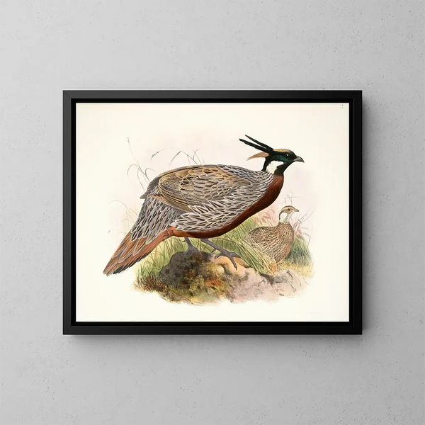 Purcasia macrolopha - Joseph Smit — framed artwork on a wall