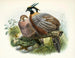 Purcasia xanthospila - Joseph Smit — artwork view