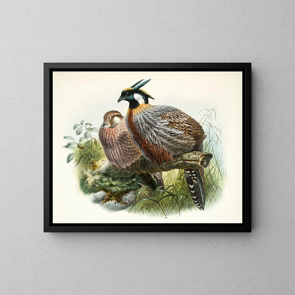Purcasia xanthospila - Joseph Smit — framed artwork on a wall